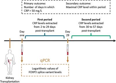 Lower levels of FOXP3 are associated with prolonged inflammatory responses in kidney transplant recipients